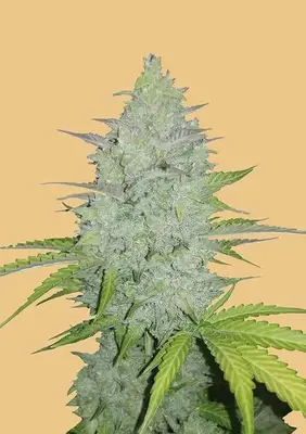 Auto Original Cheese cannabis seeds