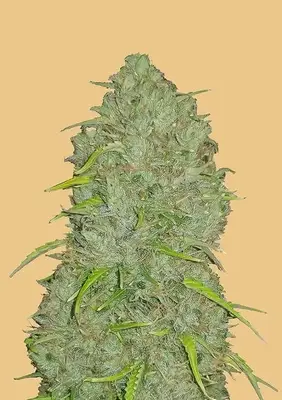 Auto Original Jack Herer cannabis seeds