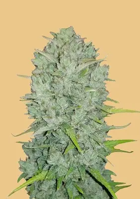 Auto Original Northern Lights cannabis seeds