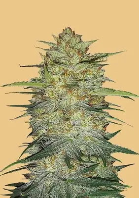 Auto Original OG Kush cannabis seeds