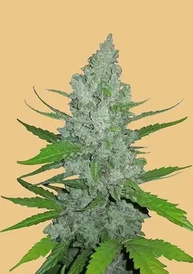 Auto Original Sour Diesel cannabis seeds