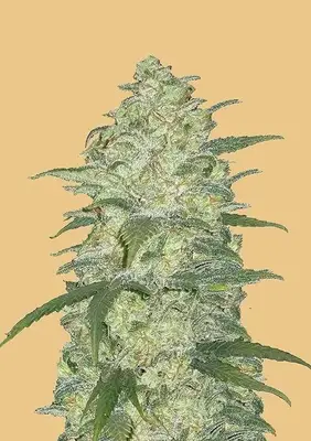Auto Original White Widow cannabis seeds