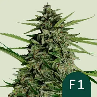 Auto Orion F1 cannabis seeds