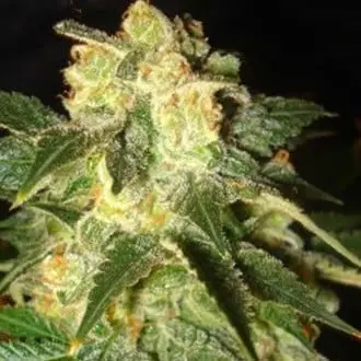 Auto Pakistan Ryder cannabis seeds by World of Seeds