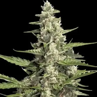 Auto Pandora cannabis seeds by Paradise Seeds