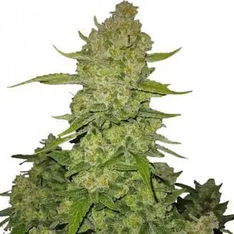 Auto Papaya Cookies cannabis seeds