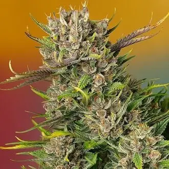Auto Papaya Zoap cannabis seeds
