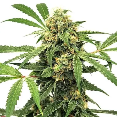 Auto Paranormal cannabis seeds