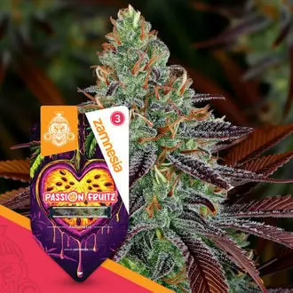 Auto Passion Fruitz cannabis seeds