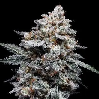 Auto Patrick Swayze cannabis seeds by DNA Genetics
