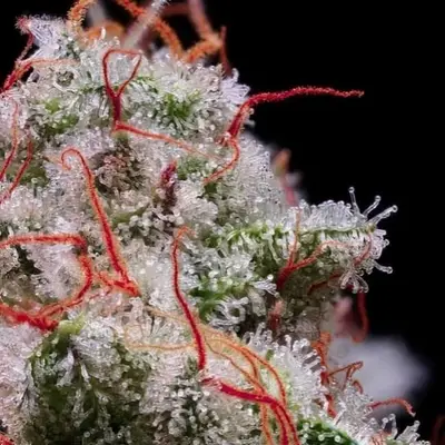 Auto Peach Crescendo RF3 cannabis seeds