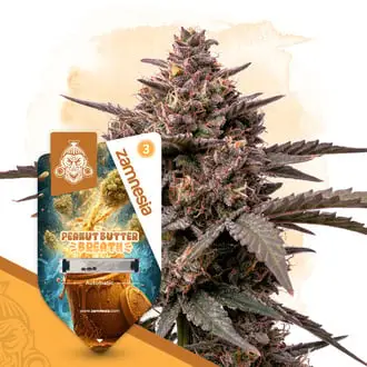 Auto Peanut Butter Breath cannabis seeds