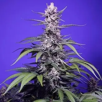 Auto Permanent Marker XL cannabis seeds by Sweet Seeds