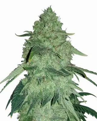 Auto Permanent Marker cannabis seeds