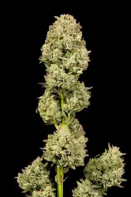 Auto Pilot Light cannabis seeds