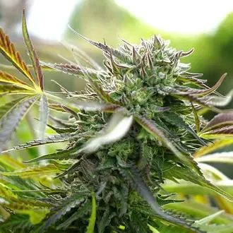 Auto Pineapple Chem cannabis seeds by Humboldt Seed Organization