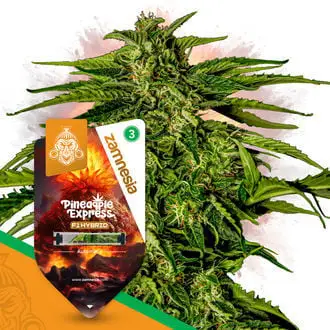 Auto Pineapple Express F1 cannabis seeds