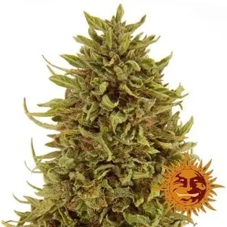 Auto Pineapple Express cannabis seeds by Barney's Farm