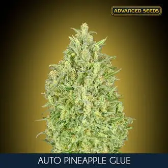 Auto Pineapple Glue cannabis seeds by Advanced Seeds