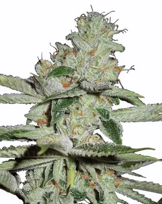 Auto Pineapple Kush cannabis seeds