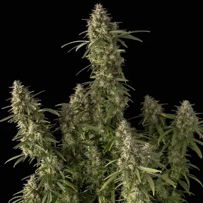 Auto Pineapple OG cannabis seeds