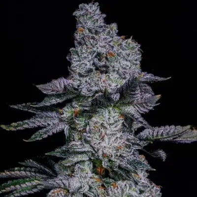 Auto Pineapple Runtz cannabis seeds