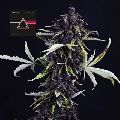 Auto Pink Kush CBD 30:1 cannabis seeds