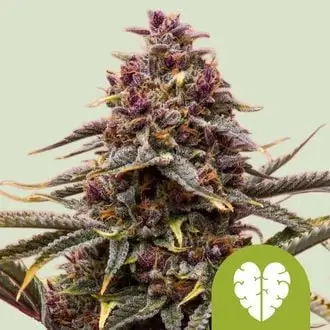 Auto Pink Mist cannabis seeds
