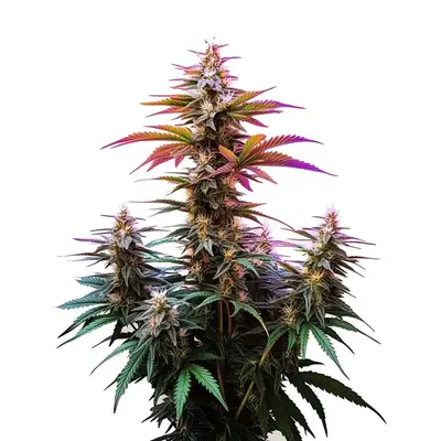 Auto Pink Rozay x Gelato cannabis seeds