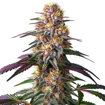 Auto Pink Rozay x Strawberry Banana cannabis seeds