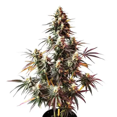 Auto Pink Rozay cannabis seeds by Blimburn Seeds