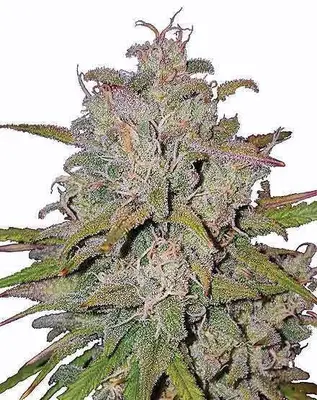 Auto Pink Runtz cannabis seeds