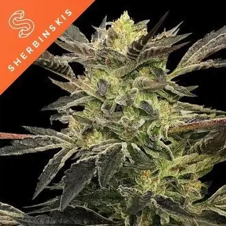 Auto Pink Sunset cannabis seeds by Silent Seeds