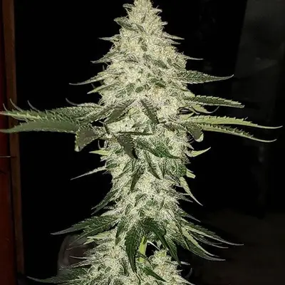 Auto Planet of the Grapes cannabis seeds