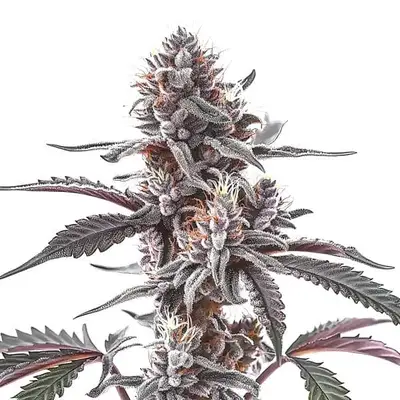 Auto Plushberry cannabis seeds by Blimburn Seeds