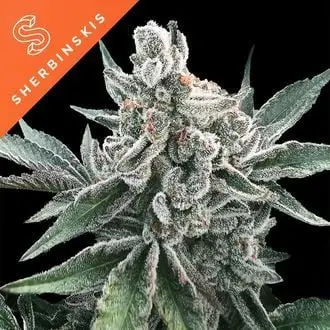 Auto Polar Gelato cannabis seeds