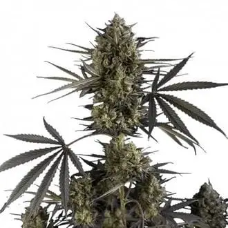 Auto Pound Cake cannabis seeds by Fastbuds