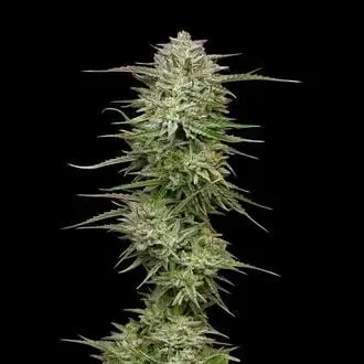 Auto Pound Town cannabis seeds by Humboldt Seed Company