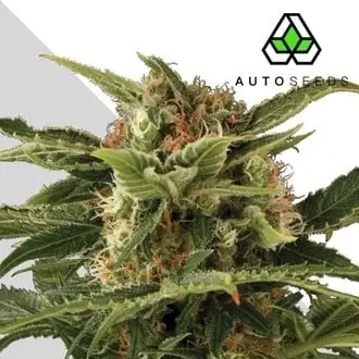 Auto Pounder cannabis seeds by Auto Seeds