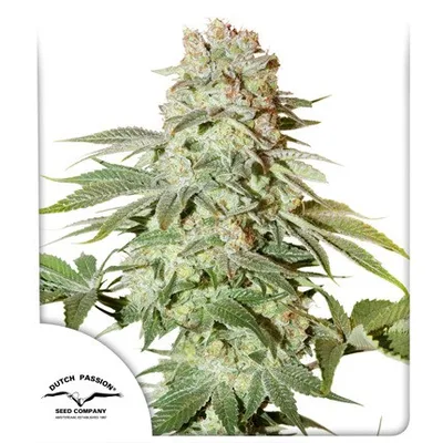 Auto Power Plant cannabis seeds