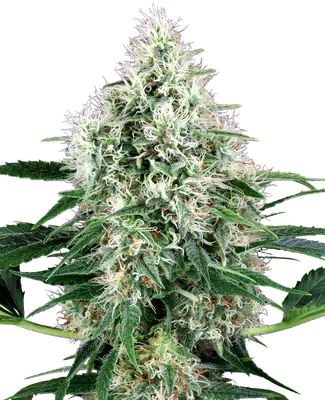 Auto Pure Power Plant cannabis seeds