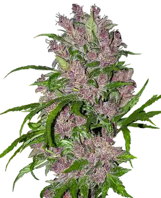 Auto Purple Bud cannabis seeds