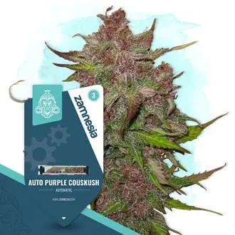 Auto Purple CousKush cannabis seeds by Zamnesia Seeds