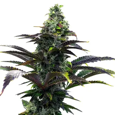 Auto Purple Gelato cannabis seeds by Blimburn Seeds