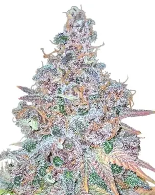 Auto Purple Haze cannabis seeds