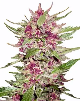 Auto Purple Hulk cannabis seeds