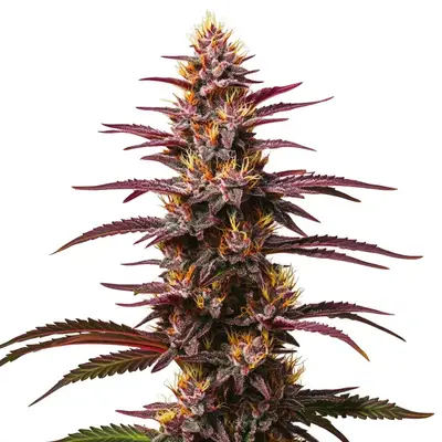 Auto Purple Kush cannabis seeds