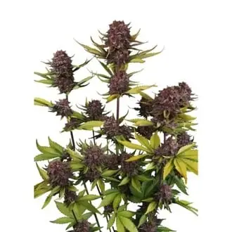 Auto Purple Lemonade Auto RF3 cannabis seeds