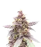 Auto Purple Lemonade Poison cannabis seeds