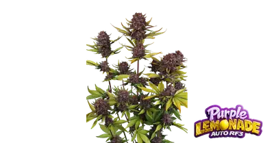 Auto Purple Lemonade RF3 cannabis seeds